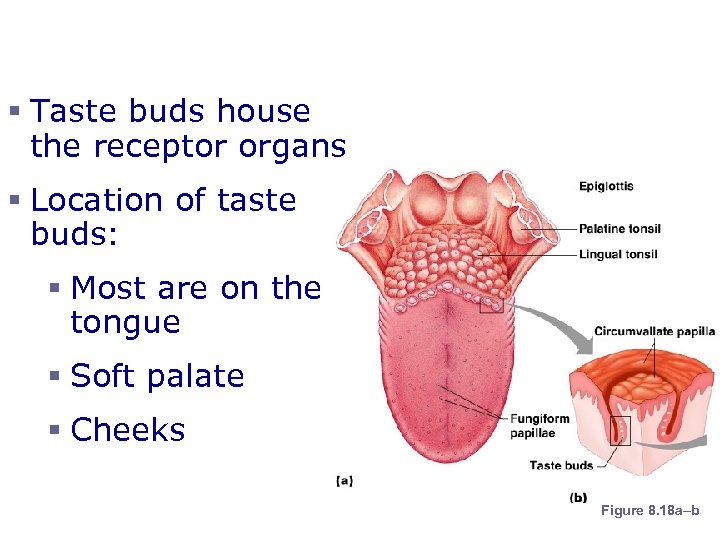 The Sense of Taste § Taste buds house the receptor organs § Location of