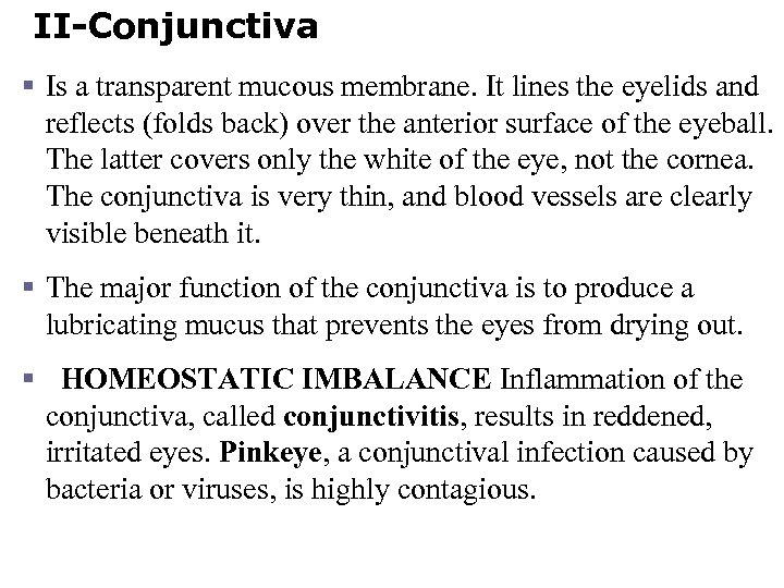 II-Conjunctiva § Is a transparent mucous membrane. It lines the eyelids and reflects (folds