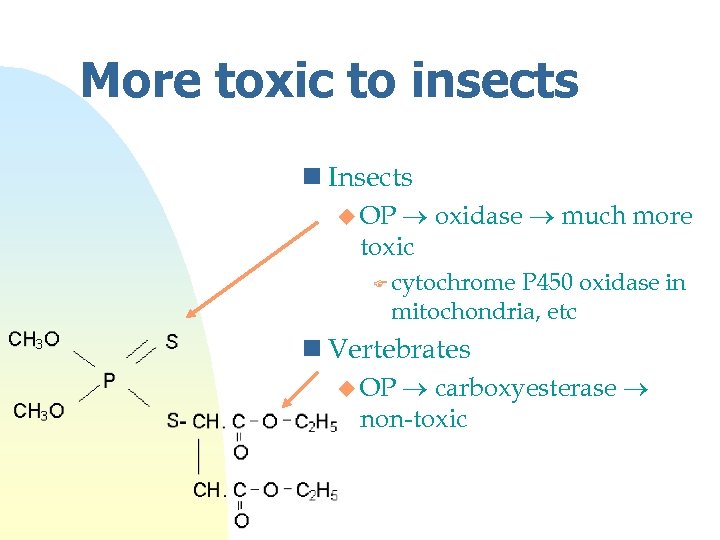 More toxic to insects n Insects oxidase much more toxic u OP F cytochrome
