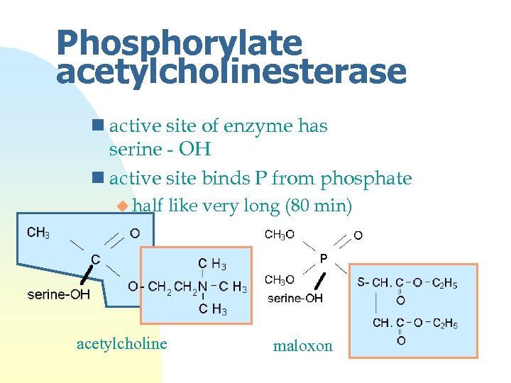 Phosphorylate acetylcholinesterase n active site of enzyme has serine - OH n active site