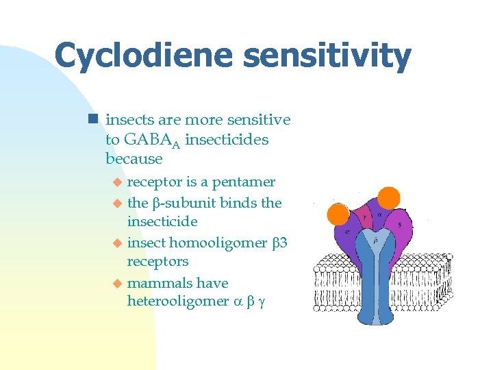 Cyclodiene sensitivity n insects are more sensitive to GABAA insecticides because receptor is a