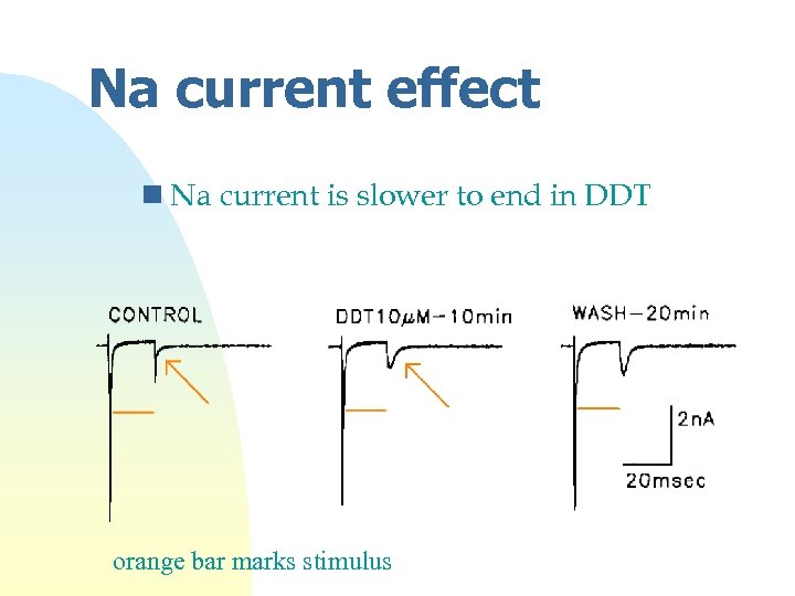 Na current effect n Na current is slower to end in DDT orange bar
