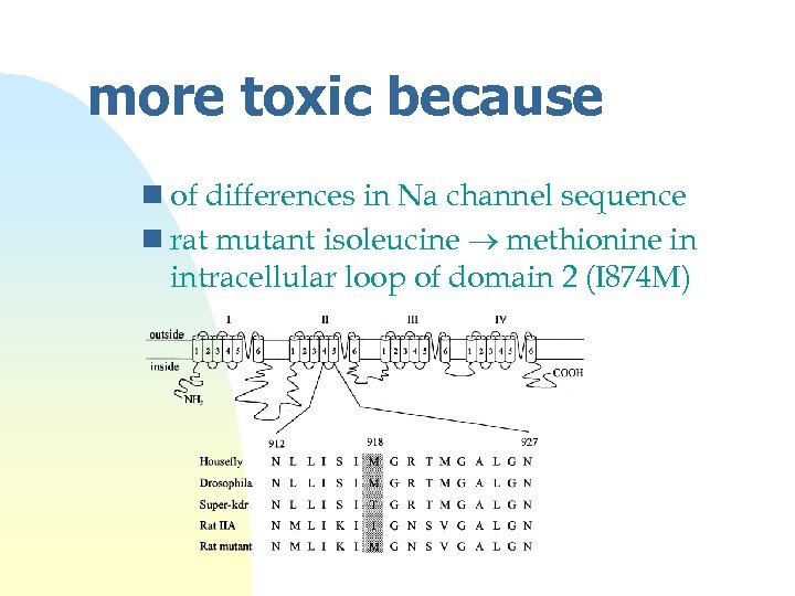 more toxic because n of differences in Na channel sequence n rat mutant isoleucine