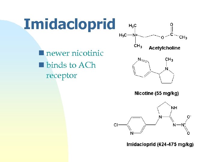 Imidacloprid n newer nicotinic n binds to ACh receptor 