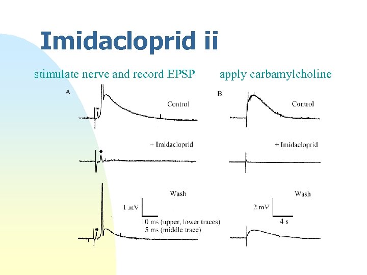 Imidacloprid ii stimulate nerve and record EPSP apply carbamylcholine 