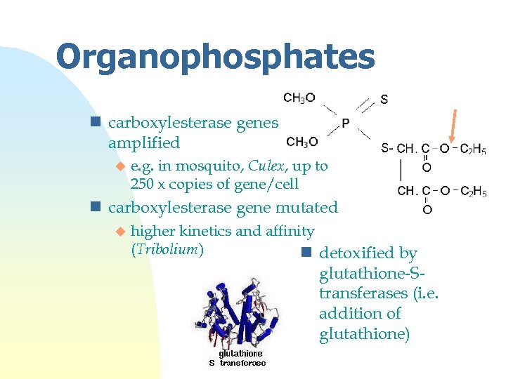 Organophosphates n carboxylesterase genes amplified u e. g. in mosquito, Culex, up to 250