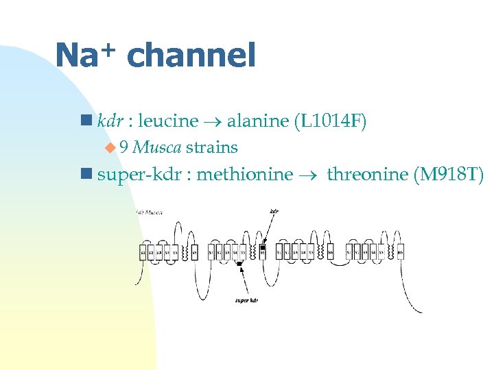 + Na channel n kdr : leucine alanine (L 1014 F) u 9 Musca