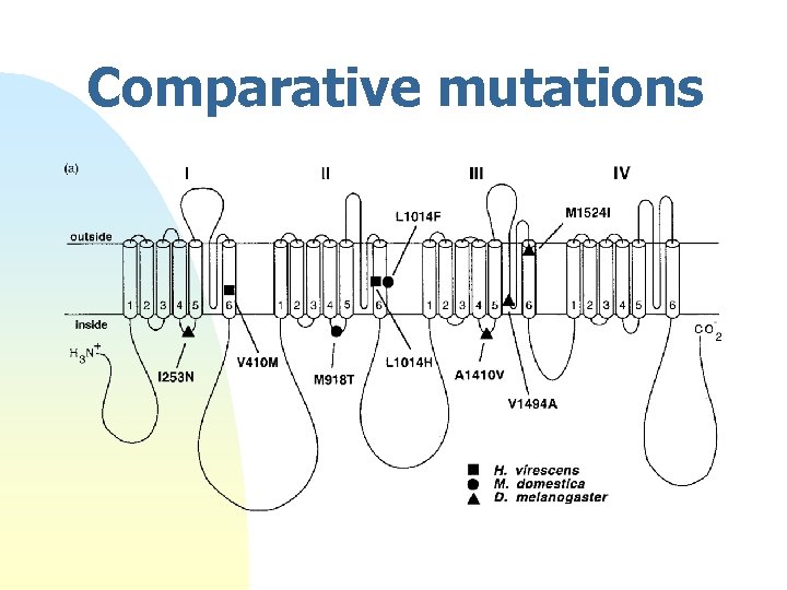 Comparative mutations 