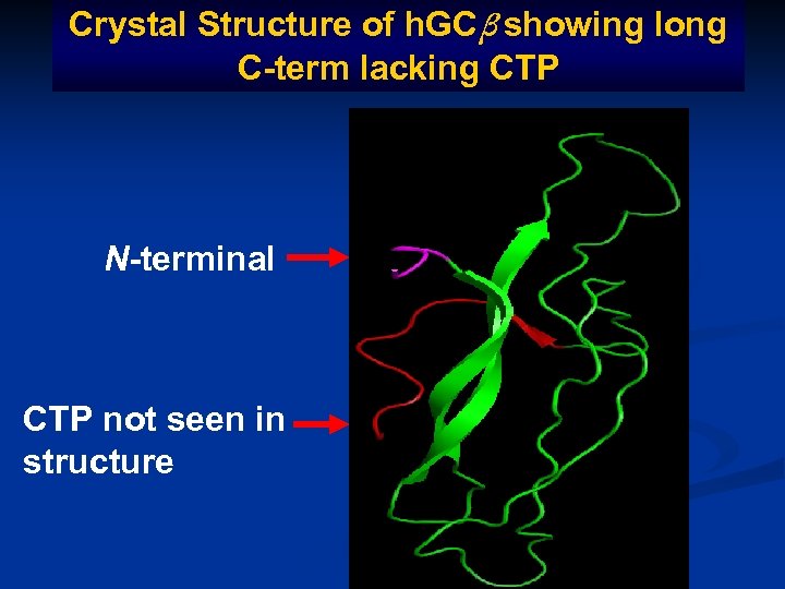 Crystal Structure of h. GCβ showing long C-term lacking CTP N-terminal CTP not seen