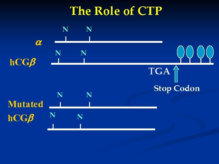 The Role of CTP N N h. CG Mutated h. CG N N TGA