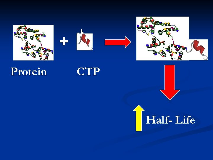+ Protein +CTP Half- Life 