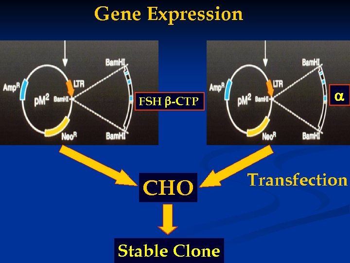 Gene Expression FSH -CTP CHO Stable Clone Transfection 