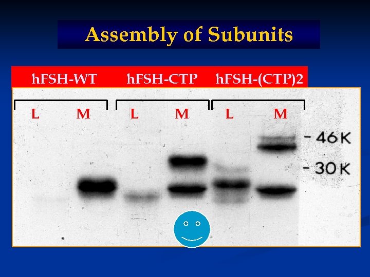Assembly of Subunits h. FSH-WT h. FSH-CTP L L M M h. FSH-(CTP)2 L