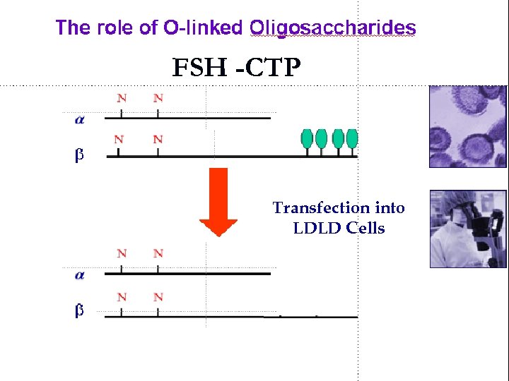 FSH -CTP Transfection into LDLD Cells 