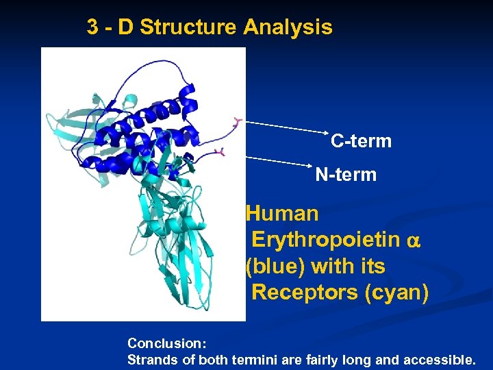 3 - D Structure Analysis C-term N-term Human Erythropoietin (blue) with its Receptors (cyan)