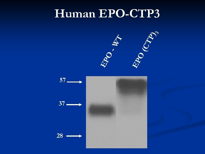 57 37 28 P) (CT O EP EP O -W T 3 Human EPO-CTP