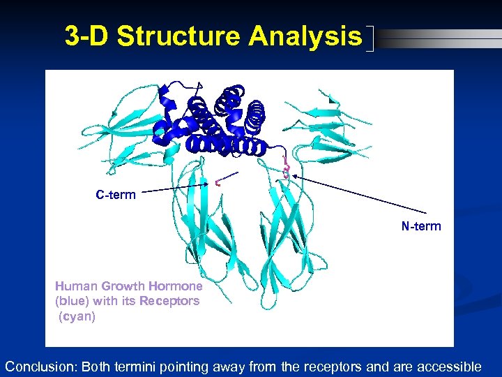 3 -D Structure Analysis C-term N-term Human Growth Hormone (blue) with its Receptors (cyan)