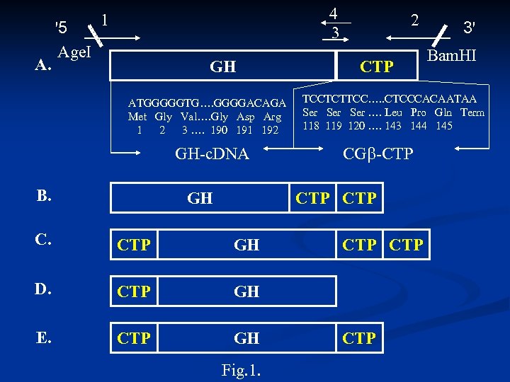 A. '5 Age. I 4 3 1 GH ATGGGGGTG…. GGGGACAGA Met Gly Val…. Gly
