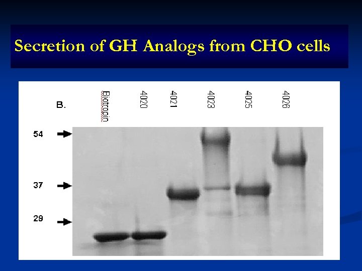 Secretion of GH Analogs from CHO cells 
