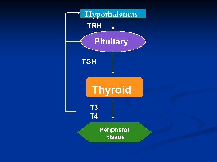 Hypothalamus TRH Pituitary TSH Thyroid T 3 T 4 Peripheral tissue 