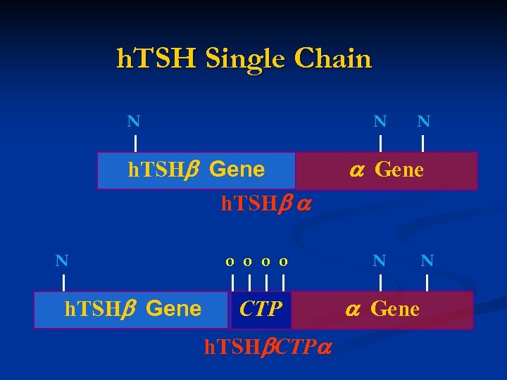 h. TSH Single Chain N N h. TSH Gene h. TSH N h. TSH