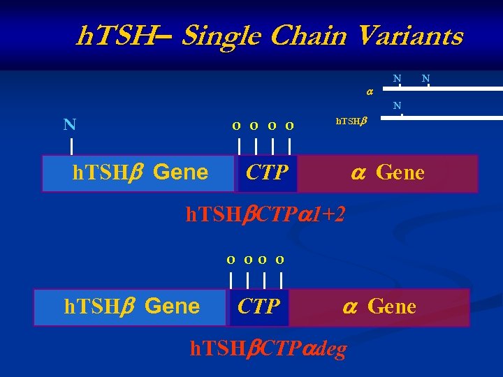 h. TSH– Single Chain Variants N N o o h. TSH Gene CTP h.