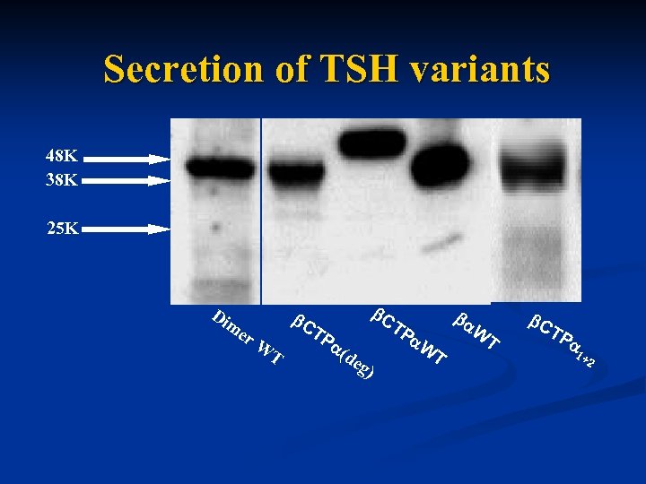 Secretion of TSH variants 48 K 38 K 25 K Di me r. W