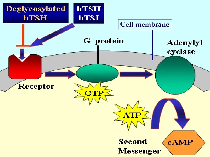 Cell membrane 