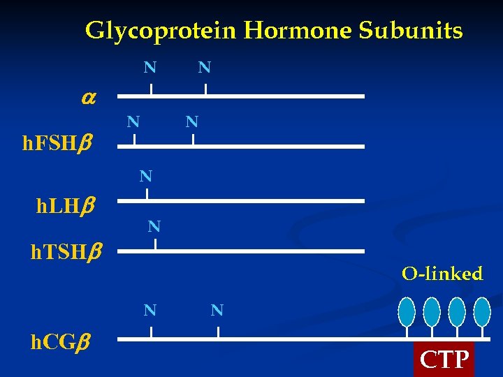 Glycoprotein Hormone Subunits N N h. FSH N N N h. LH h. TSH