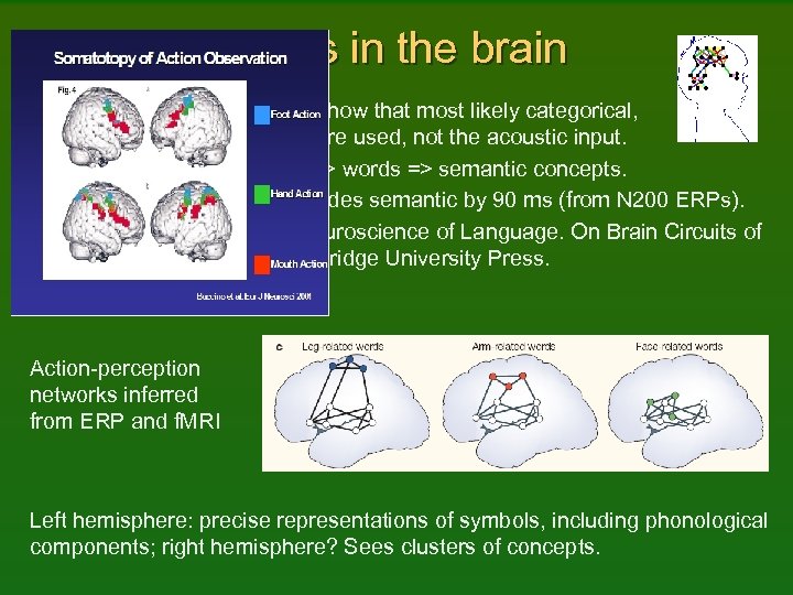 Words in the brain Psycholinguistic experiments show that most likely categorical, phonological representations are