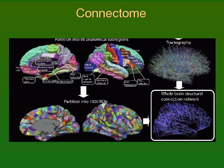 Connectome 