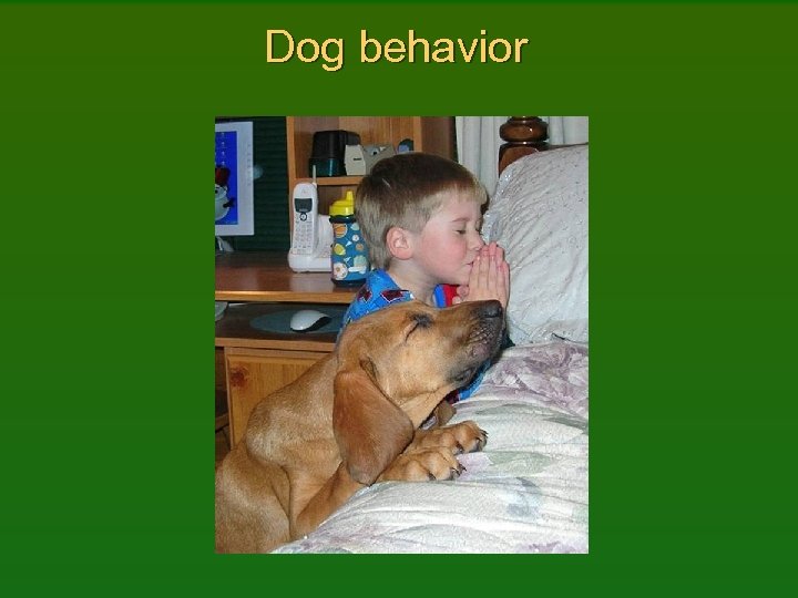 Dog behavior 