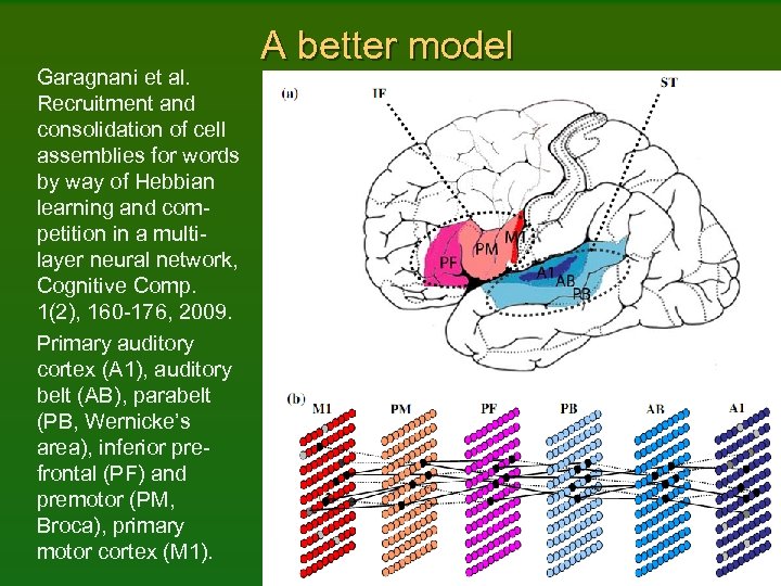 Garagnani et al. Recruitment and consolidation of cell assemblies for words by way of