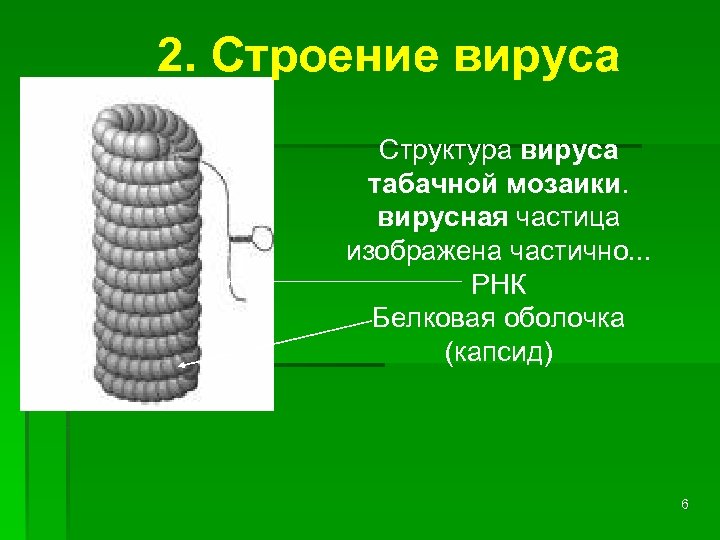 Какое строение имеет вирус табачная мозаика. Вирус табачной мозаики капсид. Капсид табачной мозаики структура. Функция капсида вируса табачной мозаики. Белковая оболочка капсид.