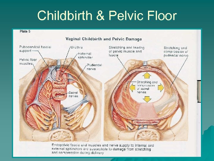 Childbirth & Pelvic Floor 