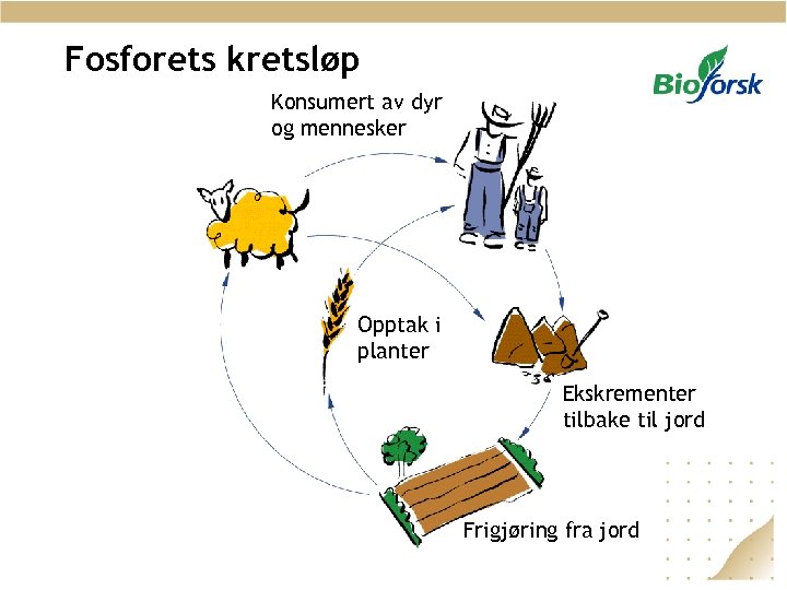 Fosforets kretsløp Konsumert av dyr og mennesker Opptak i planter Ekskrementer tilbake til jord