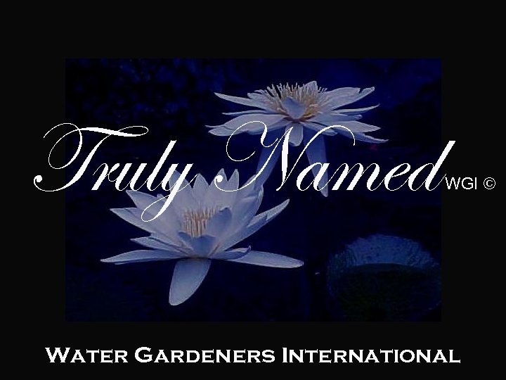 Truly Named WGI © Water Gardeners International 