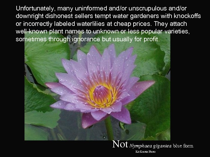 Unfortunately, many uninformed and/or unscrupulous and/or downright dishonest sellers tempt water gardeners with knockoffs