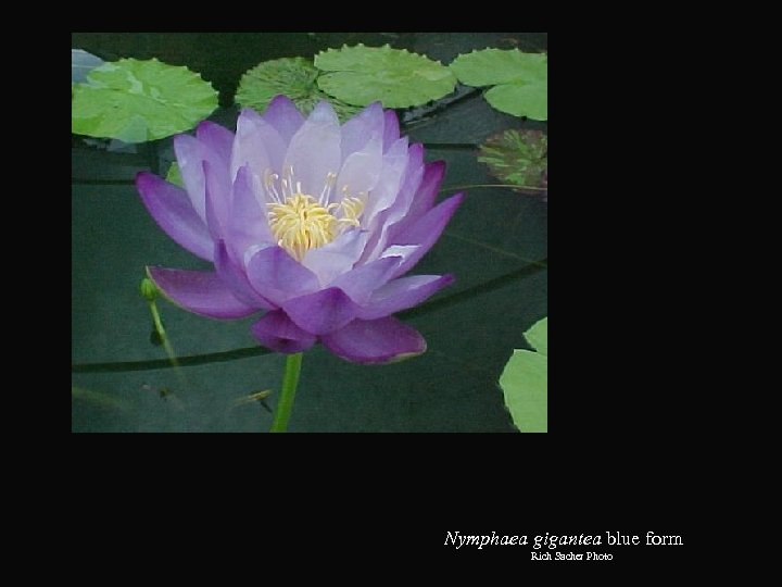 Nymphaea gigantea blue form Rich Sacher Photo 