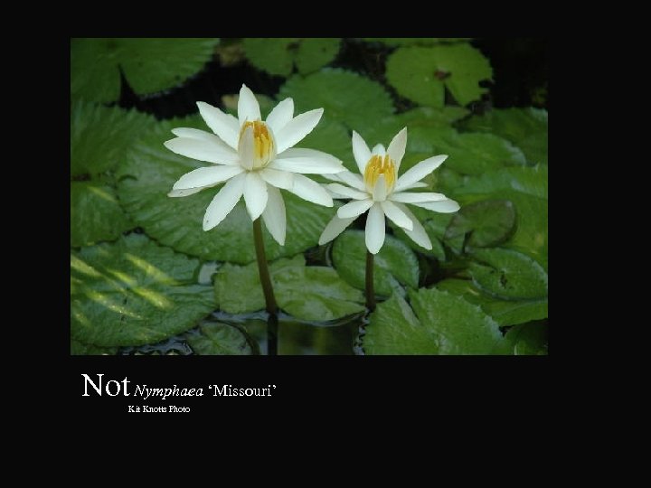 Not Nymphaea ‘Missouri’ Kit Knotts Photo 