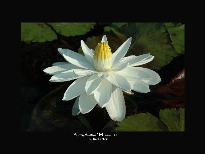 Nymphaea ‘Missouri’ Kit Knotts Photo 