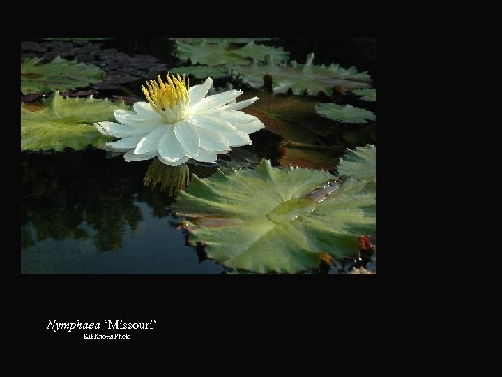 Nymphaea ‘Missouri’ Kit Knotts Photo 