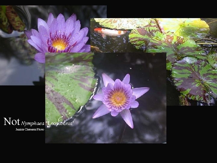 Not Nymphaea ‘Leopardess’ Jessica Clements Photo 