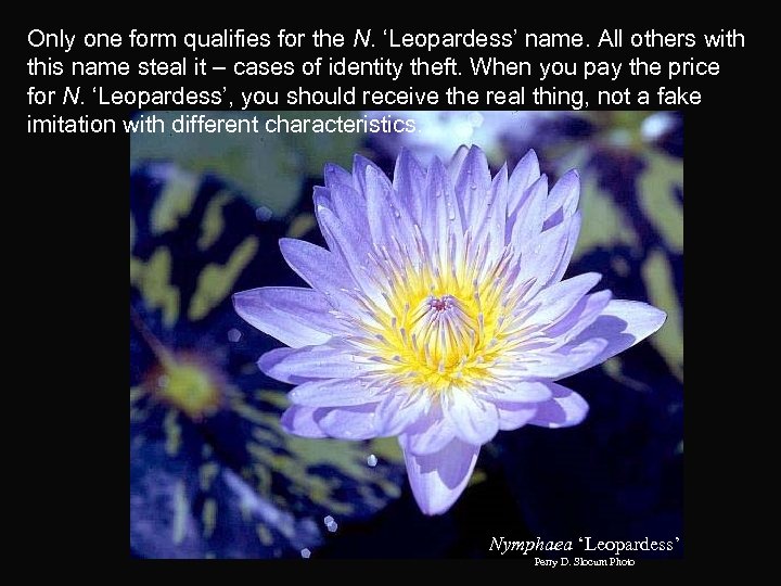 Only one form qualifies for the N. ‘Leopardess’ name. All others with this name