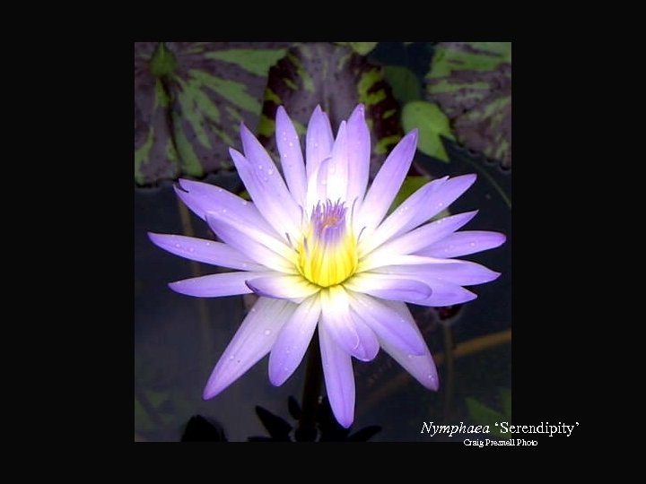 Nymphaea ‘Serendipity’ Craig Presnell Photo 