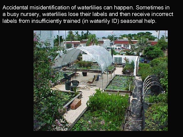 Accidental misidentification of waterlilies can happen. Sometimes in a busy nursery, waterlilies lose their