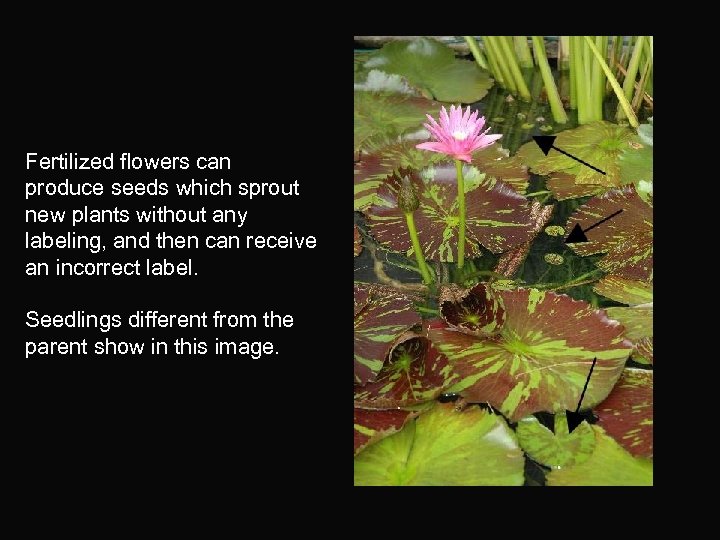 Fertilized flowers can produce seeds which sprout new plants without any labeling, and then