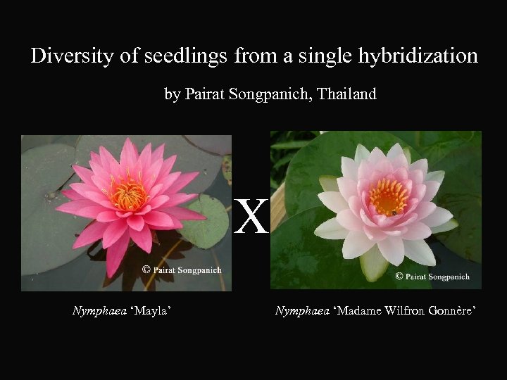 Diversity of seedlings from a single hybridization by Pairat Songpanich, Thailand X Nymphaea ‘Mayla’