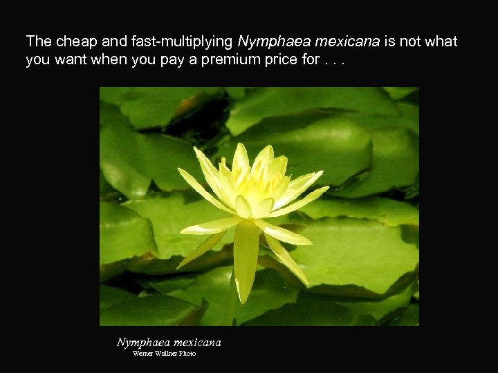 The cheap and fast-multiplying Nymphaea mexicana is not what you want when you pay