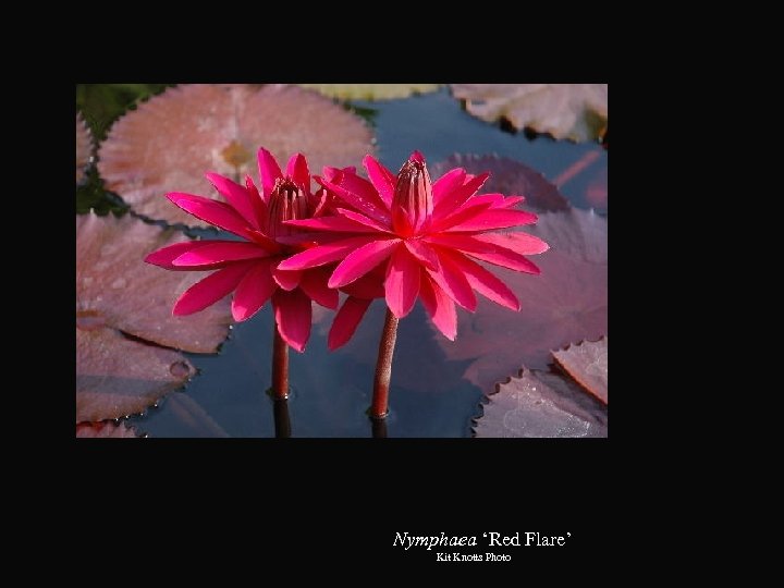 Nymphaea ‘Red Flare’ Kit Knotts Photo 